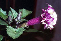 Purple Datura 