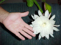 Epiphyllum oxypetulum, night blooming cactus.  A friend gave me a start from his last year.  It blooms off and on all summer long sitting on my deck.