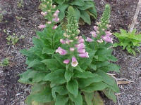 Foxglove