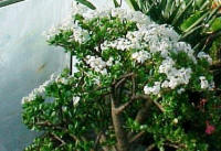 I have had this Jade plant for over 20 years.  Every fall it is covered in thousands of white flowers.