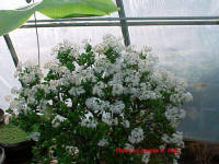  I have had this Jade plant for over 20 years.  Every fall it is covered in thousands of white flowers.