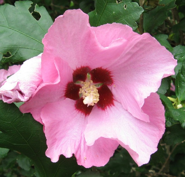 Rose of Sharon