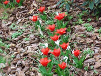 Here I used a tulip and a crocus that both bloom at the same time