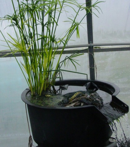 A waterfall filter we use in one of the greenhouse fish tanks