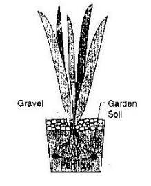 The diagram shows how a typical bog/marginal pond plant is placed in the pot