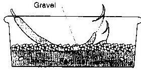 The diagram shows how the lotus is placed ON the dirt