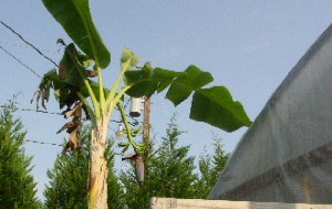 Looking towards the greenhouse