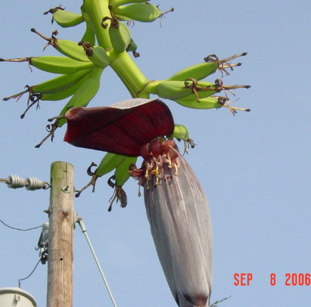 The banana flower is huge