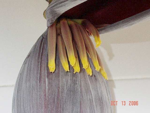 The yellow flowers will be bananas