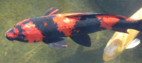 Lymphocystison koi , near dorsal and forehead