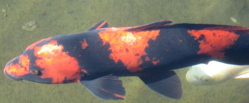Lymphocystison koi
