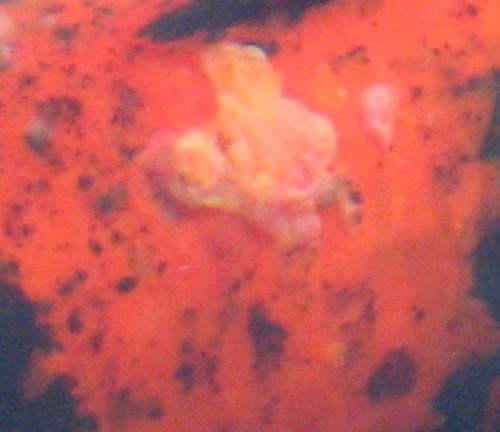 Close-up of Lymphocystis on koi