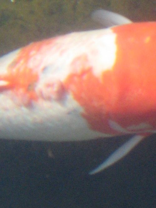 Sanke with raised bumps Lymphocystis