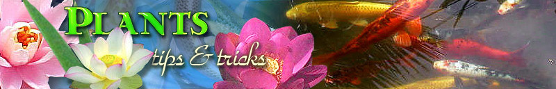 How to plant a water lily