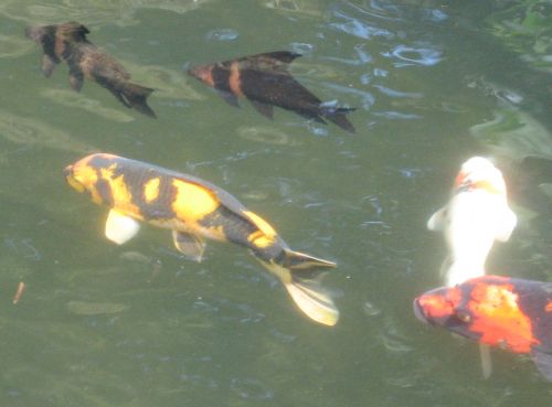 2 Hi-fin banded sharks schooling together in my pond