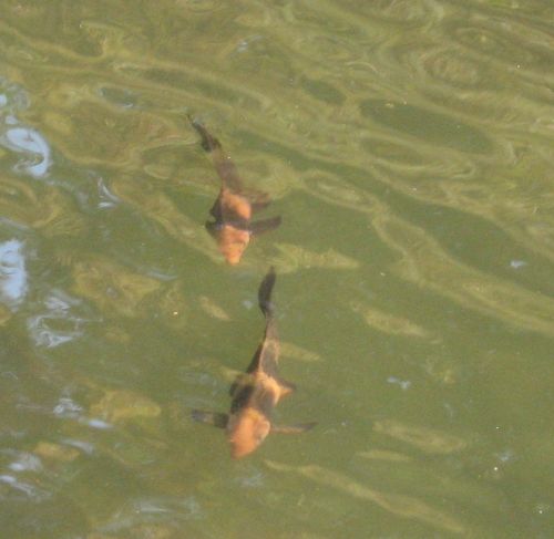 I was able to snap this photo of 2 of the 2 Hi-fin banded sharks in my koi pond