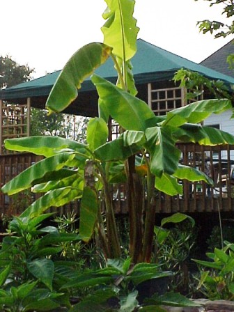 i have many banana trees that winter in the greenhouse