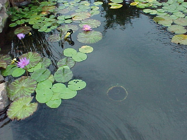 I thought my pond was clean because I could see the bottom drain