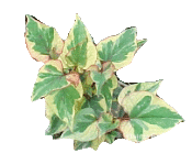Pond Plant