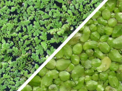 Duckweed & FairyMoss