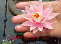 Colorado hardy water lily