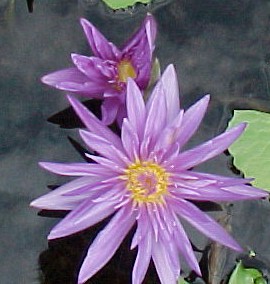 Leopardess a day blooming tropical