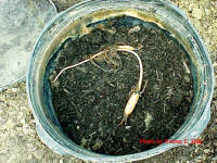 lotus tuber laying on top of dirt ready to be covered up