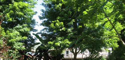 October Sunset Maple 10 years later