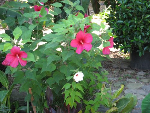 Left photo is Fireball hibiscus and the white Swamp hibiscus.