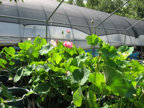 Lotus growing for 2011 sales
