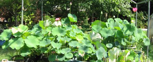 We grow the lotus for 2 to 3 years before we offer them for sale