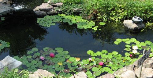 Upper pond with many lilies