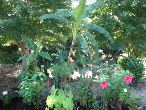 Fireball Hibiscus and the path of banana trees with a stepping stone path going between the 2 rows of bananas