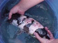 Today we moved Utsee from the main pond to a spawning tank.