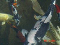 March 20th Utsee has fully recovered and is back in the main pond swimming with her friends.