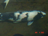 March 20th Utsee has fully recovered