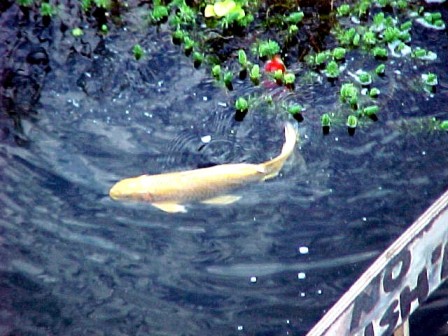 Sunny loves North Carolina too!