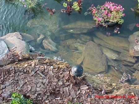 Bark from the bed went into the lower pond