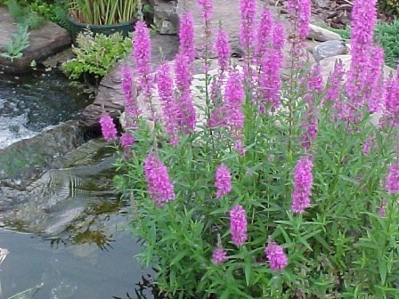 Purple Loosestrife