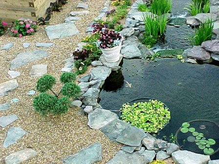 Lucky in the middle pond