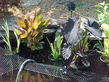 far left Sweet Flag, Sunburst Canna