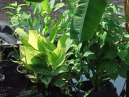 Black Magic Taro, Stripped Beauty Canna