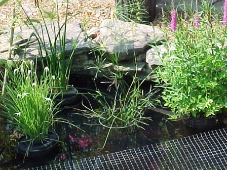 Egyptian Papyrus, front middle Curly Rush  far fight Purple Loose strife 