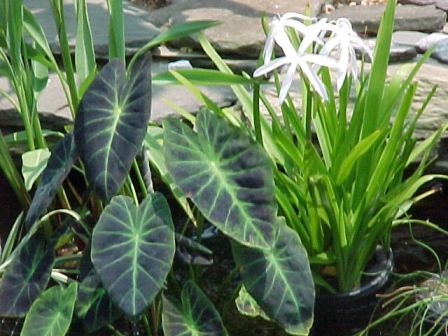 mperial Taro and Bog Lily