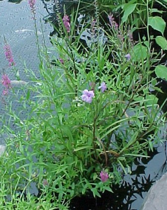 purple loosestrife, bluebells and green water celery