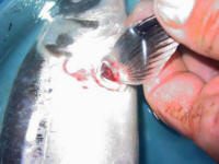 The damage ~ torn pectoral fin