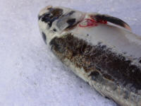 Fish is put to sleep using oil of clove