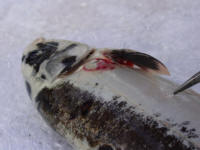 Fish is put to sleep using oil of clove