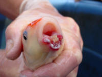 The mouth rot had eaten away the lower jaw.  The owners report the fish is still eating