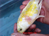 almost healed after 3 months